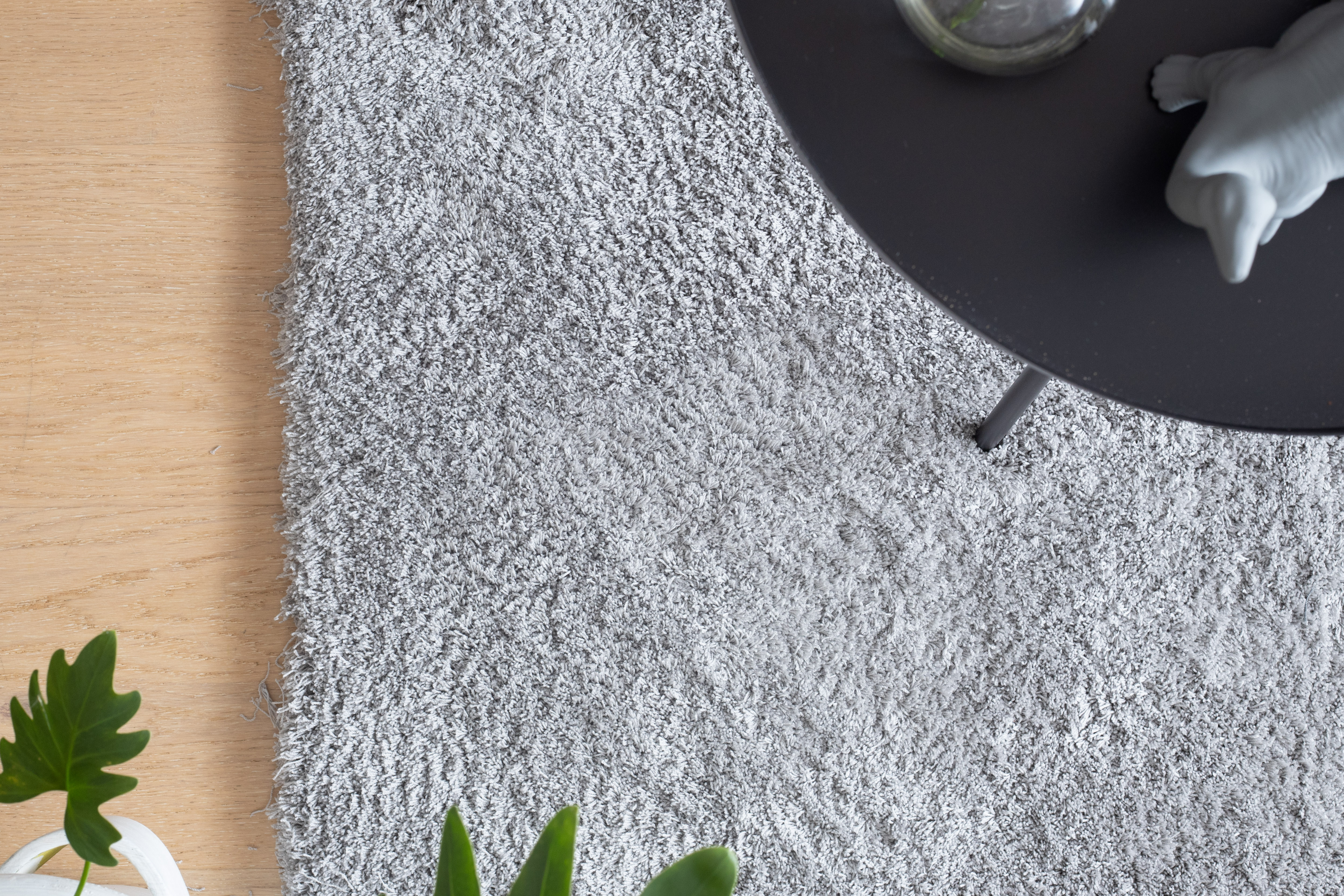 Bichon Ash 239874 Ovan